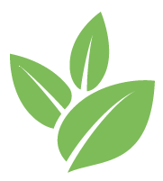 Honeysuckle Removal Service