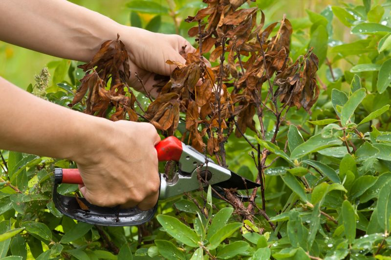 Honeysuckle Removal Service