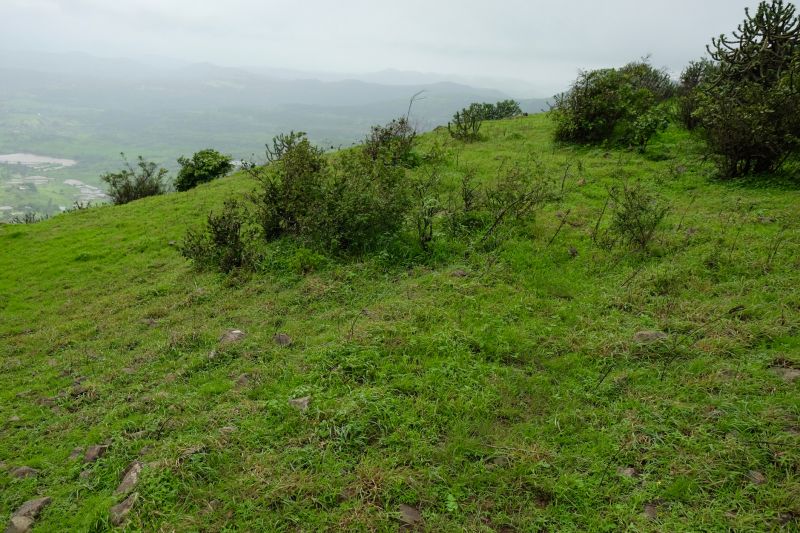 Landscape Before Removal