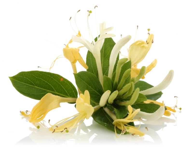 Honeysuckle Removal Service