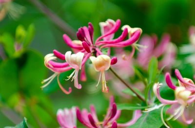 Honeysuckle Will Take Up Space and Nutrients on Your Property!