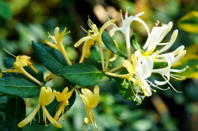 Improve the Diversity of the Local Ecosystem with Honeysuckle Removal!