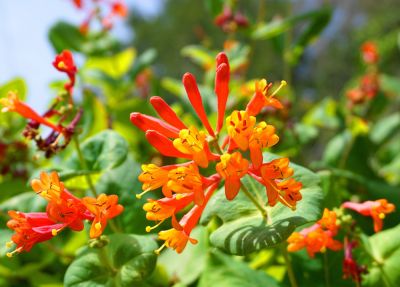 Keep Your Property Beautiful and Safe with Honeysuckle Removal!