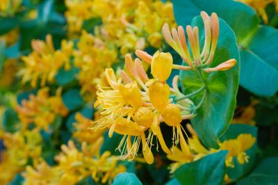 Remove Honeysuckle, an Invasive Plant!